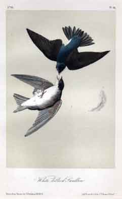 White-bellied Swallow.