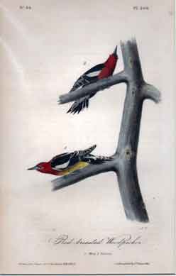 Red-breasted Woodpecker.
