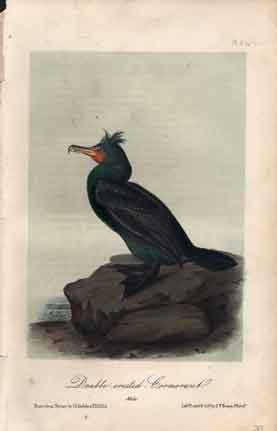Double-crested-Cormorant.  Male.