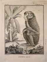 Mandrill Male.  Tom XIV. P; XVI Pag168