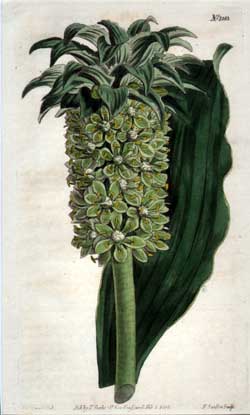 Eucomis Undulata #1083