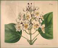 Catalpa Syringifolia. Common Catalpa #1094