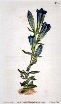 Gentiana Pneumonthe #1101