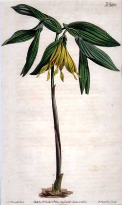 Uvularia Grandiflora #1112