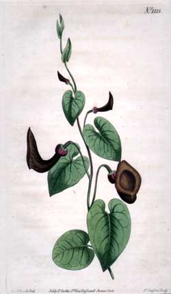 Aristolochia Glauca #1115