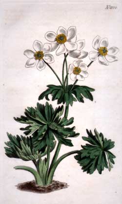 Anemone Narcissiflora #1120