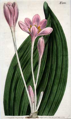 Colchicum Byzantinum #1122