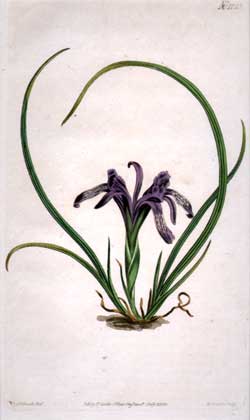 Iris Ruthenica #1123