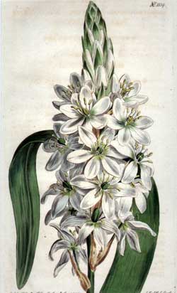 Ornithogalum Lacteum #1134