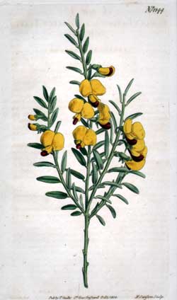 Bossiaea Lanceolata #1144