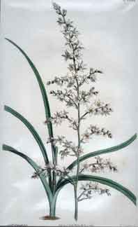 Helonias Graminea/ Grass Leaved Helonias #1599