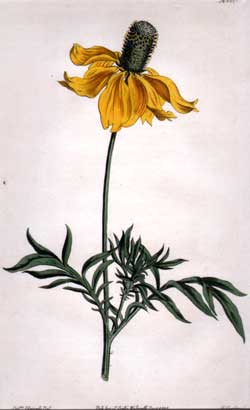 Rudbeckia Columnaris #1601