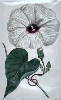 Convolvulus Candicans/ Tenassee Bindweed #1603