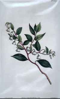 Vaccinium Diffusum/ Shining-Leaved Whortle-Berry #1607