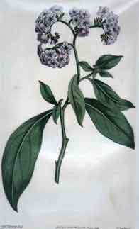 Heliotropium Corymbosum/ Large-Flowered Turnsole #1609