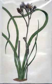 Haemodorum Planifolium/ Dingy-Flowered Haemodorum #1610