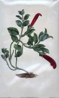 Columnea Scandens/ Climbing Columnea #1614
