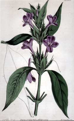 Barleria Cristata #1615