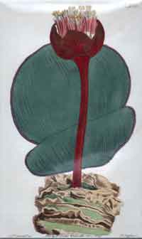 Haemanthus Rotundifolius/ Round-Leaved Bloodflower #1618