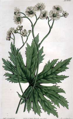 Cimicifuga Palmata #1630