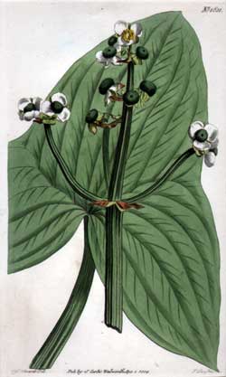 Sagittaria Sinensis #1631