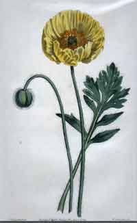 Papaver Nudicaule/ Yellow-Flowered, Naked-Stalked Poppy #1633