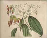 Laurus Cassia #1636