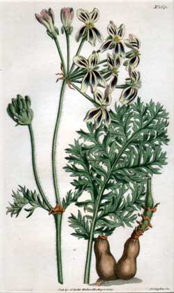 Pelargonium Triste #1641