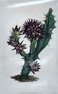 Stapelia Pulla/ Black-Flowered Stapelia #1648
