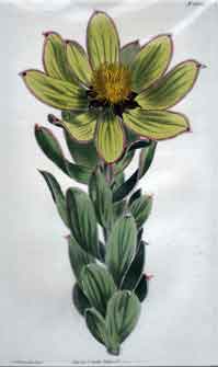 Leucadendron Grandiflorum #1650