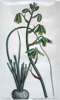 Albuca Viridiflora/ Grass-Green Albuca #1656