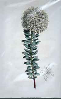 Lachnaea Buxifolia/ Glaucous Box-Leaved Lachnaea #1658