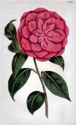 Camellia Japonica #1670