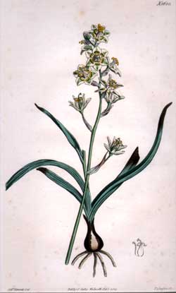 Helonias Glaberrima #1680