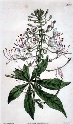 Cleome Pentaphylla #1681