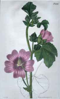 Lavatera Triloba/ Three-Lobed Lavatera #2226