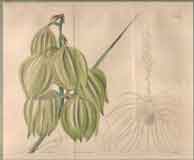 Yucca Augustifolia.  Narrow-Leaved Adam