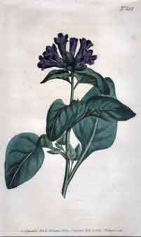 Hyoscyamus Physaloides/ Purple-Flowered Henbane #852