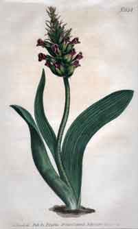 Lachenalia Orchioides/ Sessile-Flowered Lachenalia #854