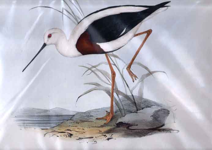 Cladorhynchus Pectoralis (Banded Stilt