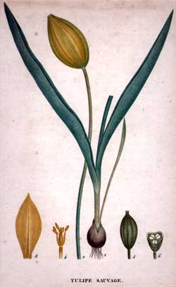 Tulipe Sauvage