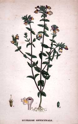 Eufraise Officinale