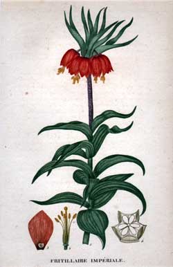 Fritillaire Imperiale