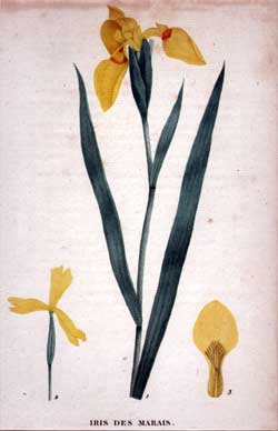 Iris des Marais