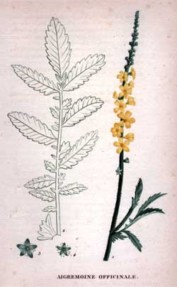 Aigremoine Officinale