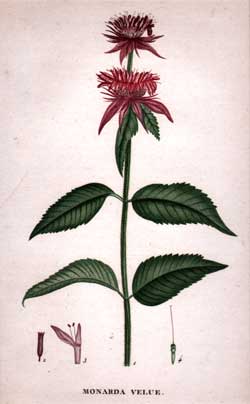 Monarda Velue