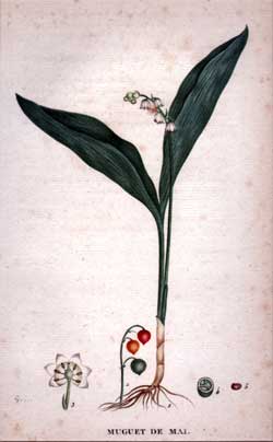 Muguet de Mai