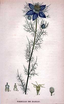 Nigelle de Damas