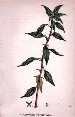 Parietaire Officinale