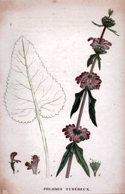 Phlomis Tubereux